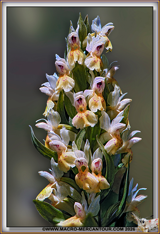 Orchis Sureau